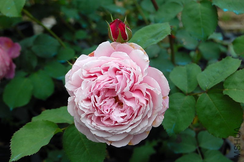 DSC_64080001.JPG