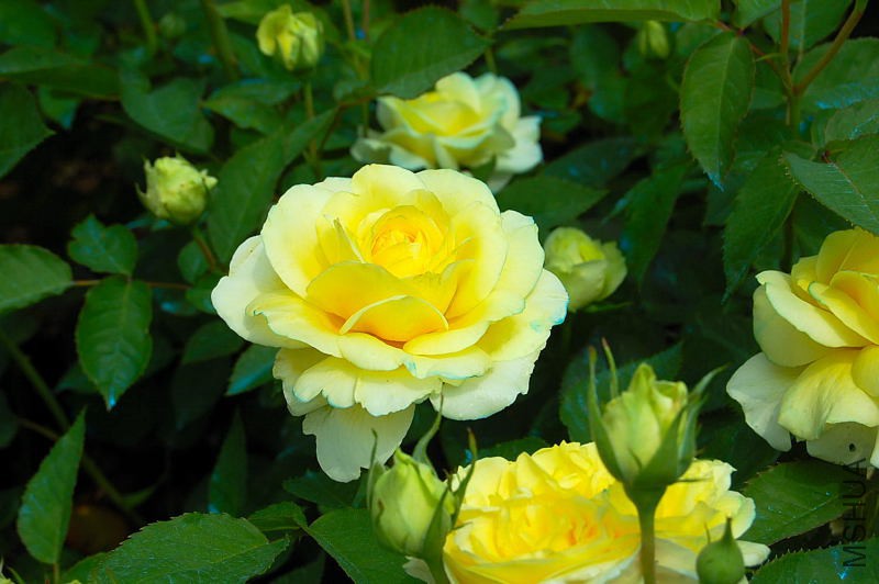 DSC_57790123.JPG