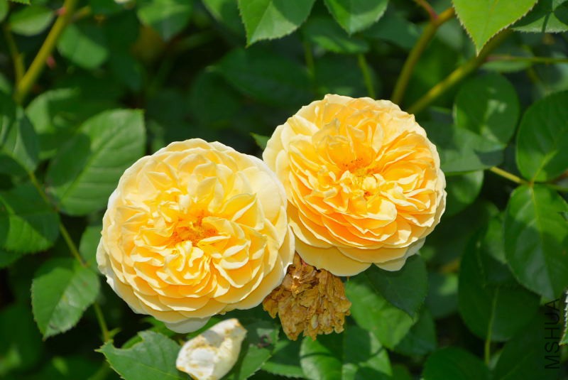 DSC_97620243.JPG