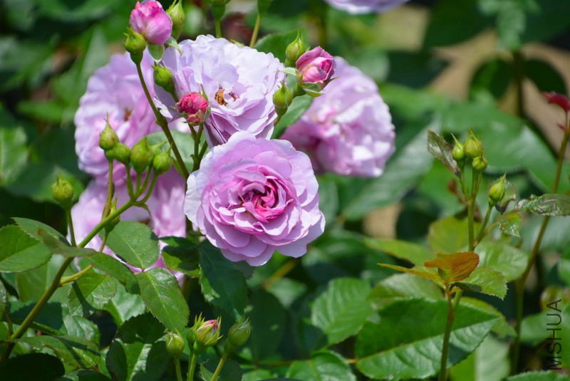 DSC_97980279.JPG