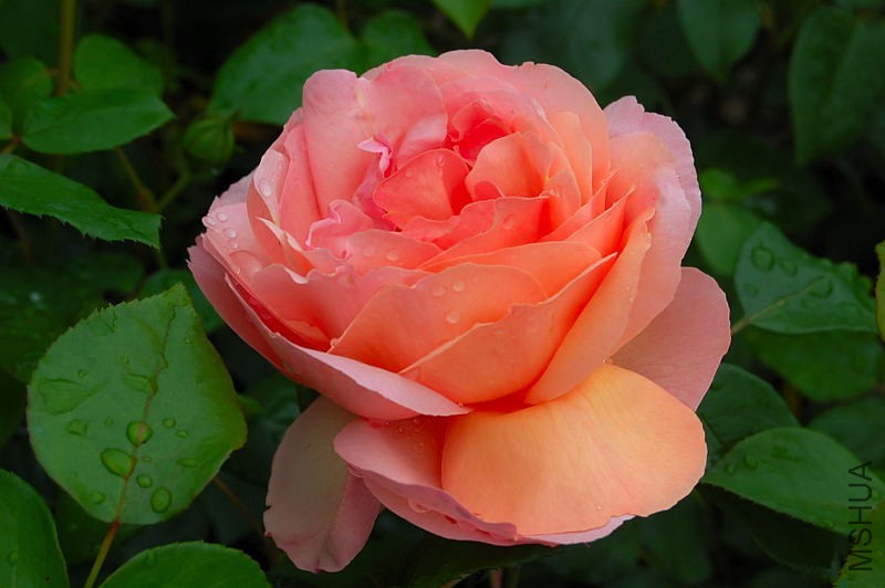 DSC_45610017.JPG