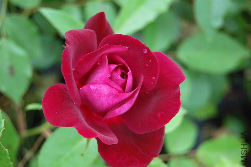 DSC_46430099.JPG