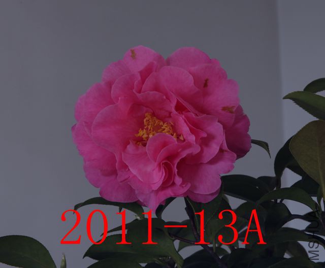 IMG_7951_����.jpg