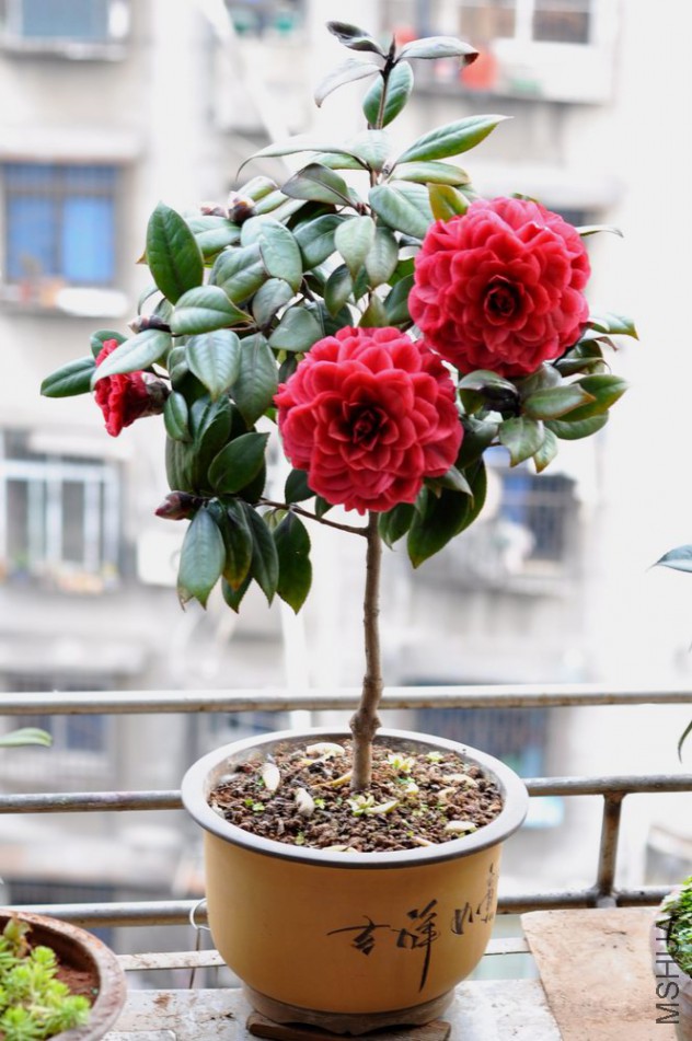 �ڱ���- (107).JPG