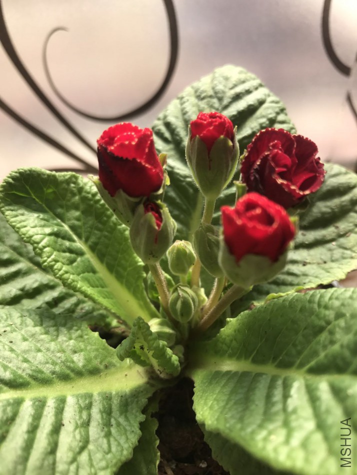 ΢��ͼƬ_20180308220637.jpg