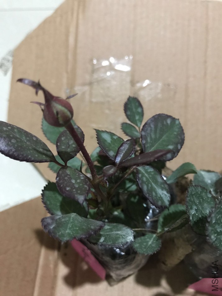 ΢��ͼƬ_20180308222314.jpg