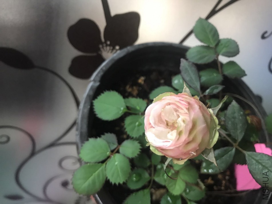 ΢��ͼƬ_20180317152102.jpg