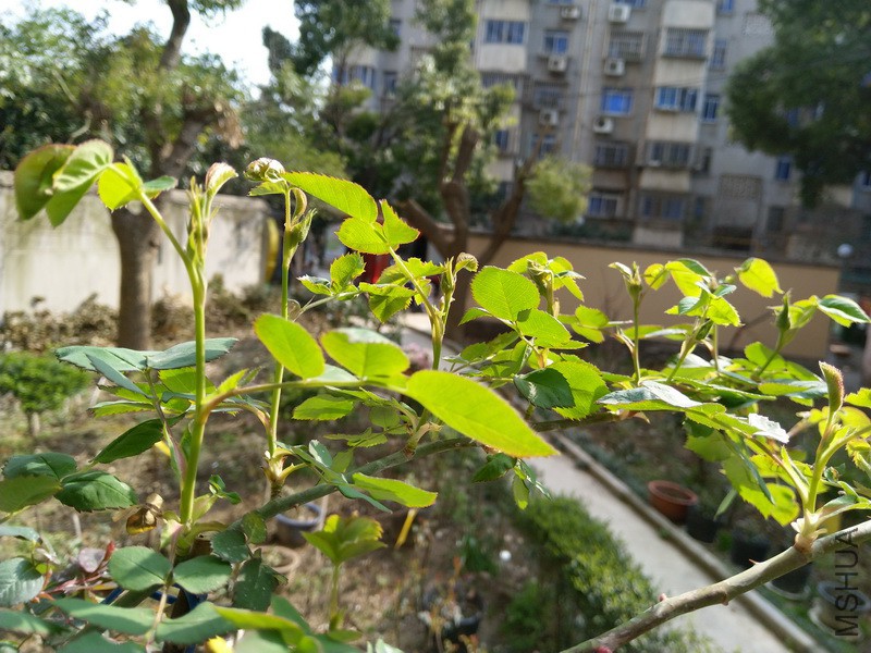 IMG_20180317_150407_resize.jpg