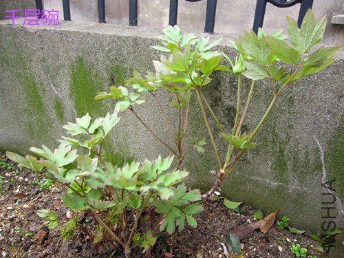 ǧ����180317-1.jpg