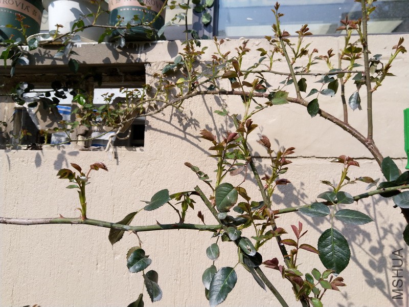 IMG_20180317_145018_resize.jpg