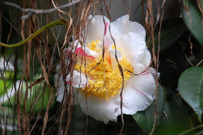DSC_26590477.JPG