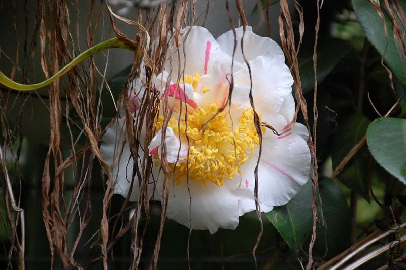 DSC_26680486.JPG