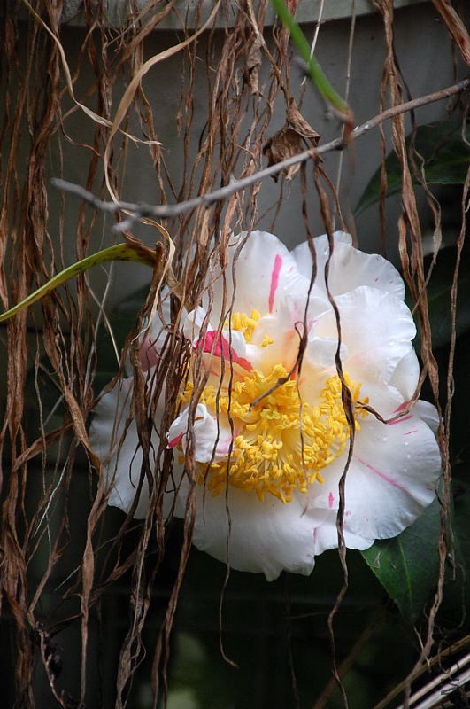 DSC_26710489.JPG