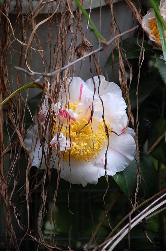 DSC_26830501.JPG