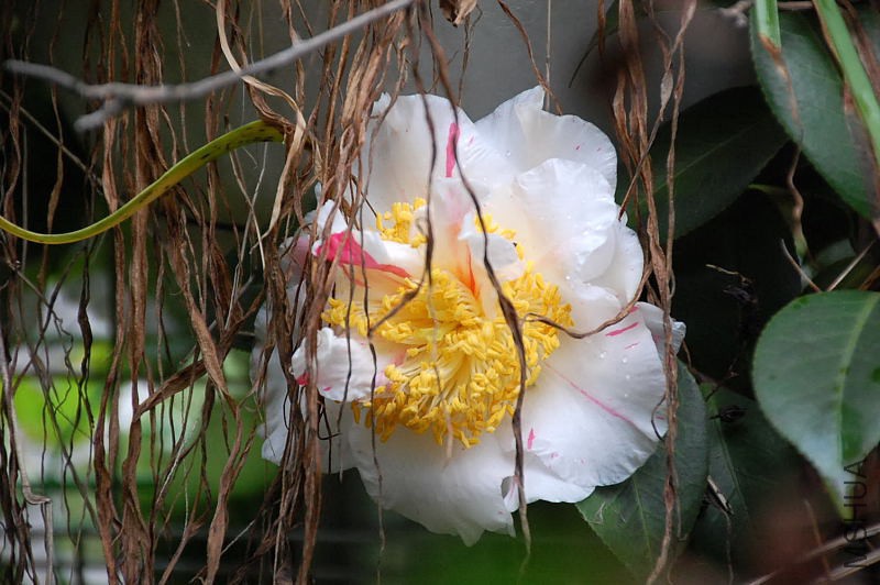 DSC_26630481.JPG