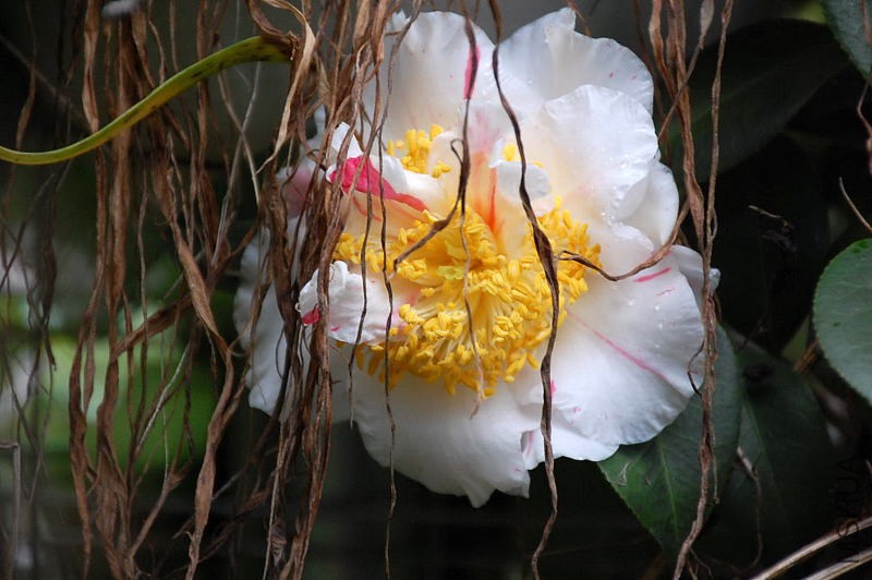 DSC_26670485.JPG