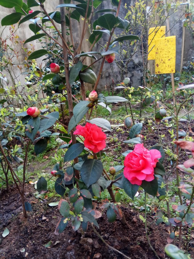 IMG_20180311_093440.jpg