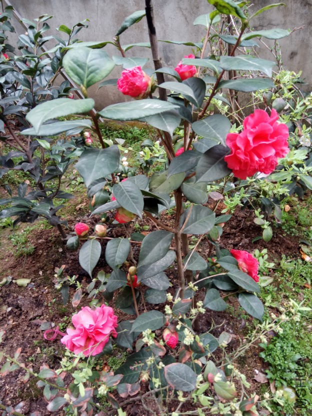 IMG_20180315_082157.jpg