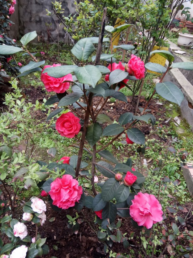IMG_20180317_092523.jpg