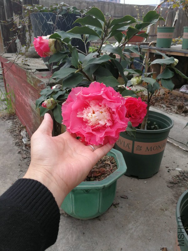IMG_20180316_094147.jpg
