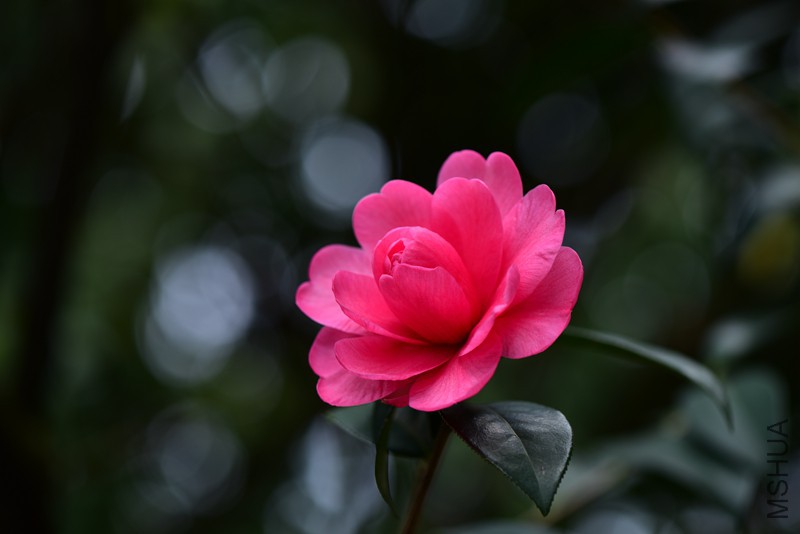 DSC_2048_����.jpg