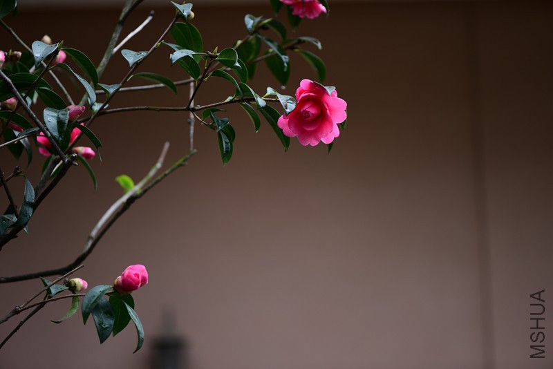 DSC_2069_����.jpg