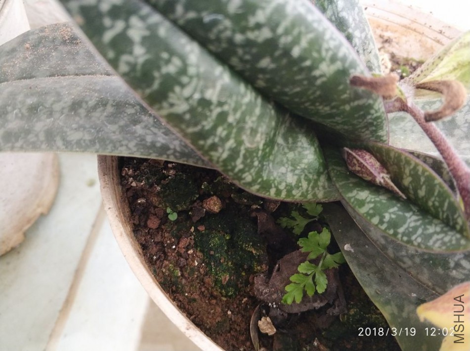 IMG_20180319_120224.jpg