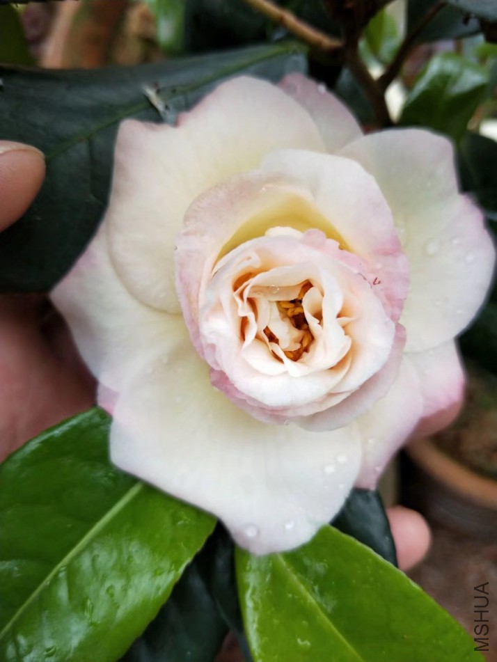 2345_image_file_copy_6.jpg