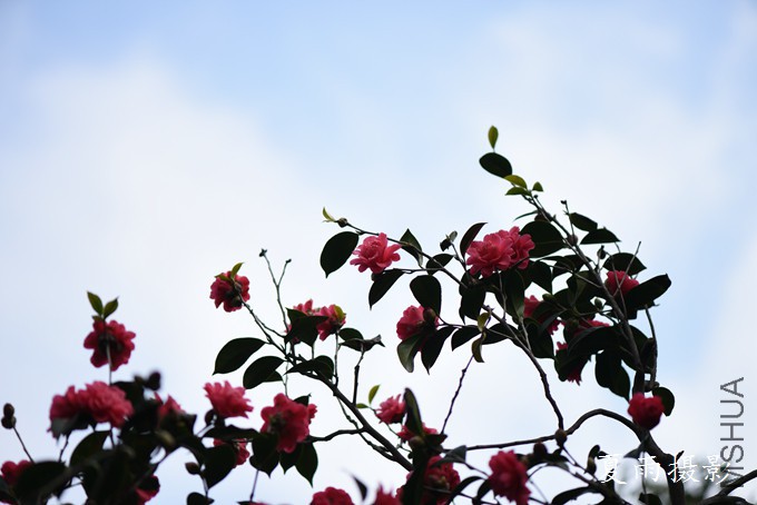 DSC_1354.jpg