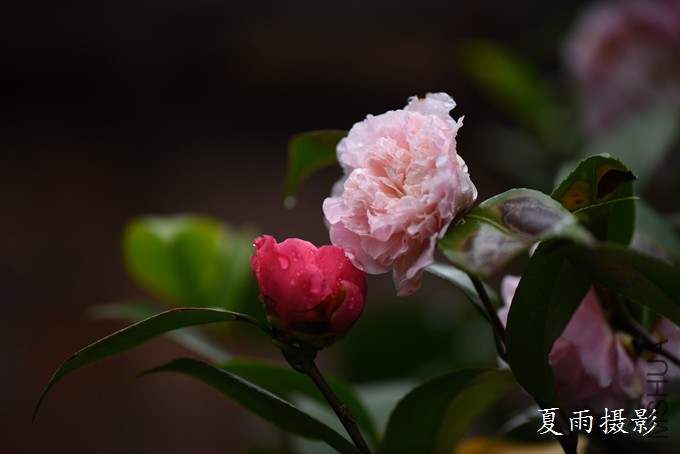 DSC_0900.jpg
