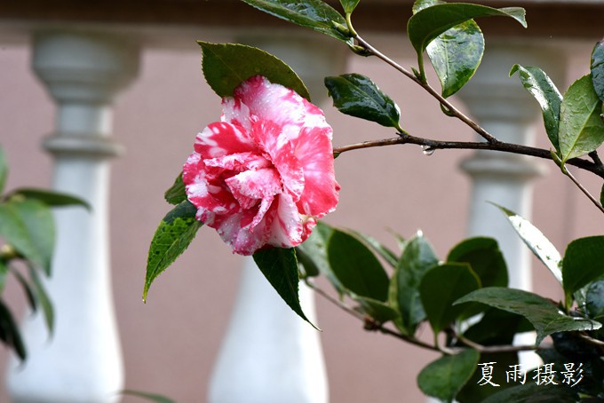 DSC_1409.jpg