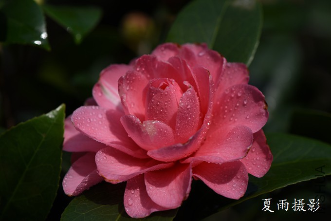 DSC_1461.jpg
