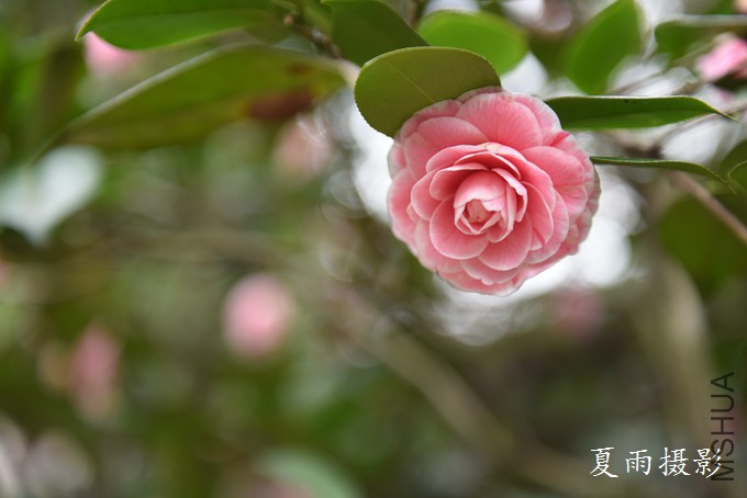 DSC_1604.jpg