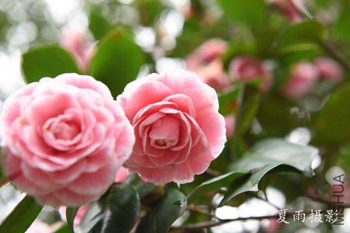 DSC_1618.jpg