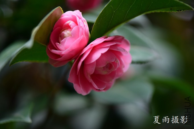 DSC_1679.jpg