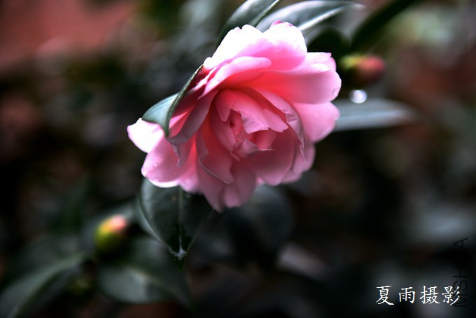 DSC_1723.jpg
