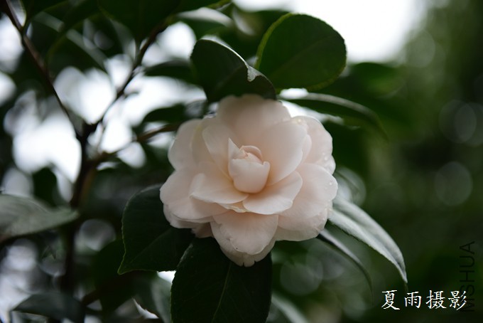 DSC_1711.jpg