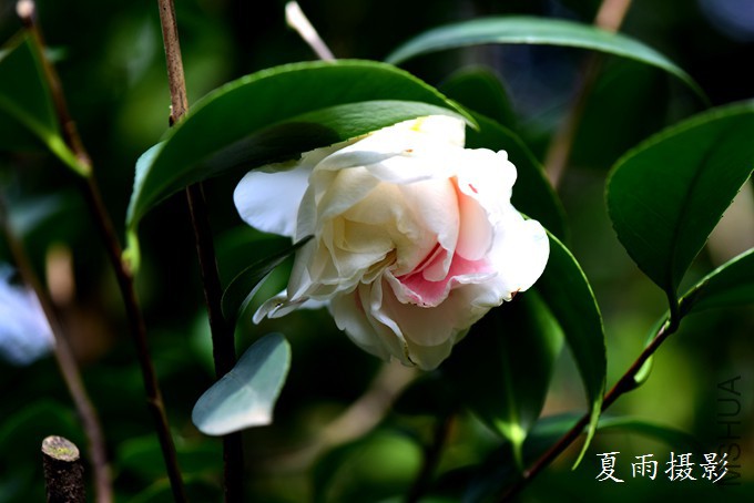 DSC_1745.jpg