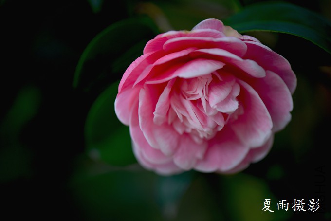 DSC_1779.jpg