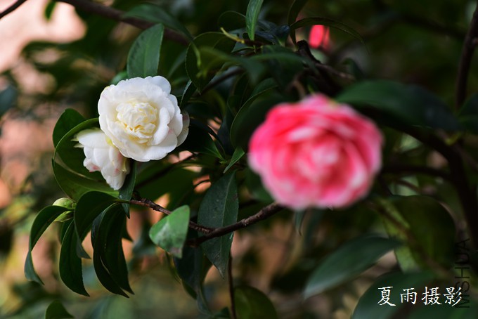 DSC_1772.jpg