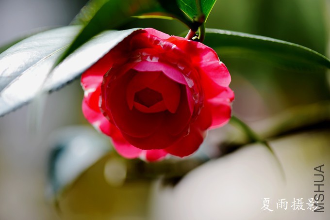 DSC_1764.jpg