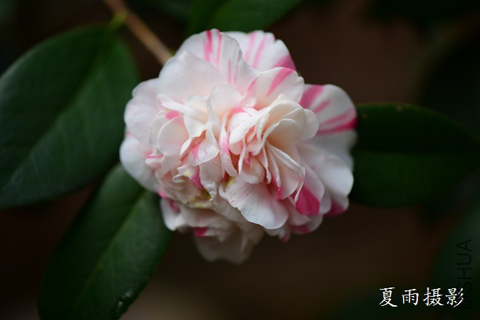 DSC_1792.jpg
