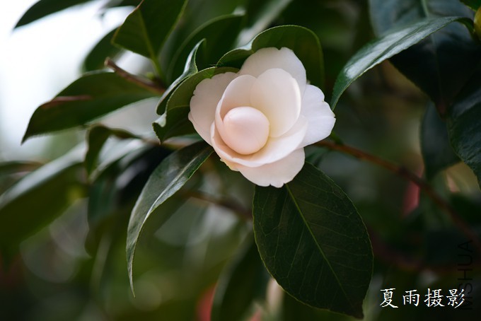 DSC_1781.jpg