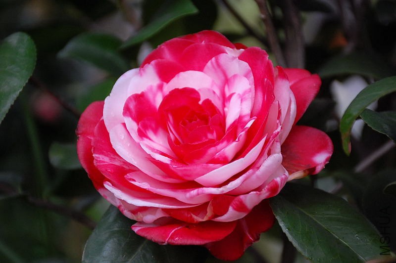 DSC_31790307.JPG