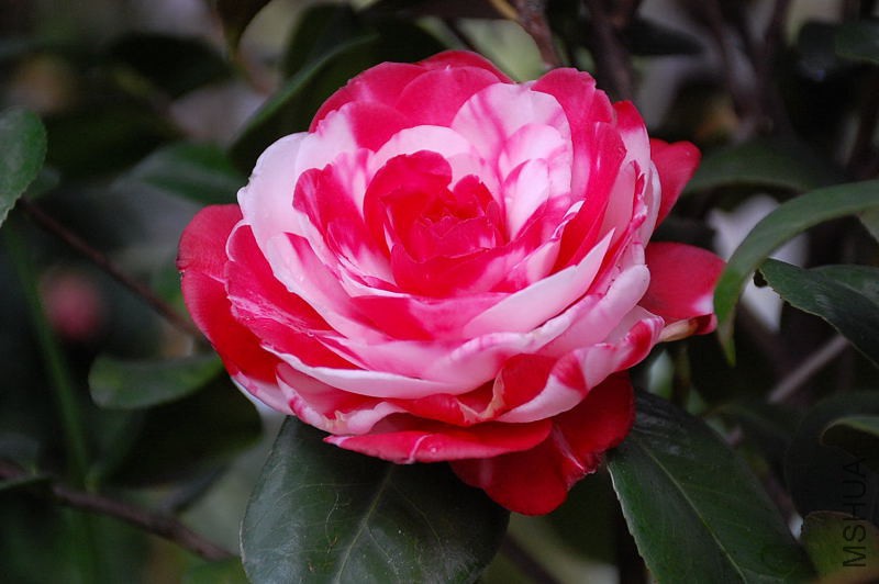 DSC_31880316.JPG