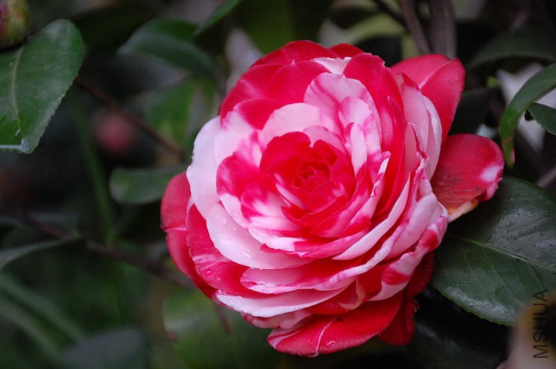 DSC_31810309.JPG