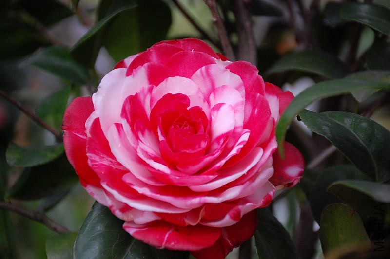 DSC_31980326.JPG