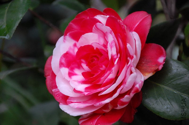 DSC_31830311.JPG