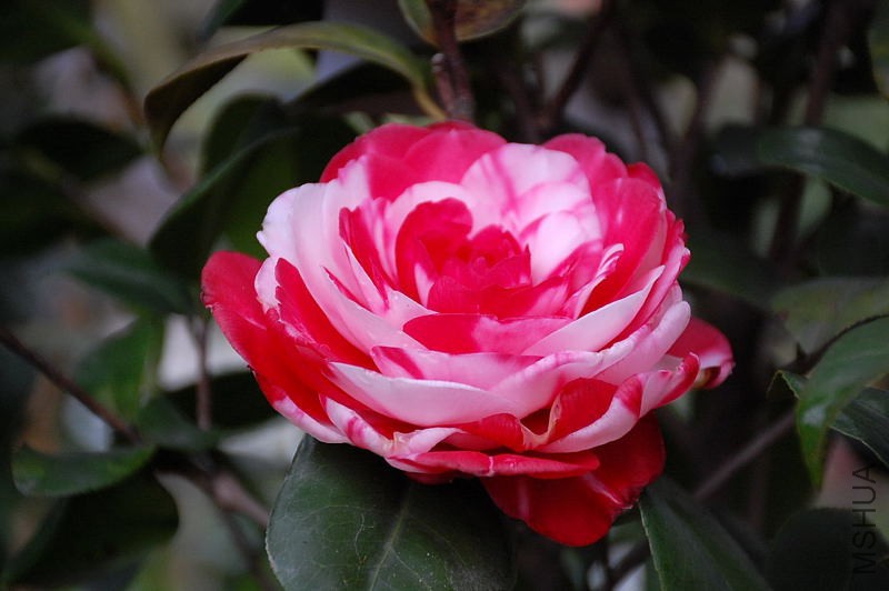 DSC_31970325.JPG