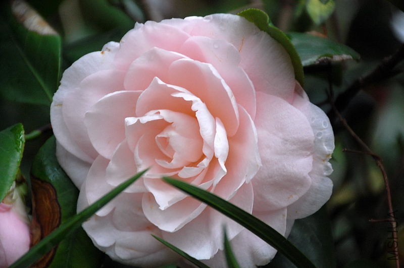DSC_31620290.JPG